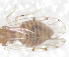 Ectopsocus