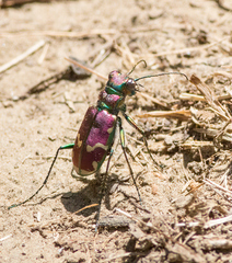 Cicindela limbalis