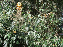 Buddleja madagascariensis