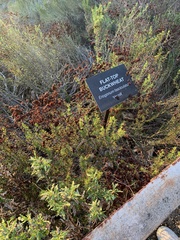 Eriogonum fasciculatum