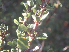 Ceanothus masonii
