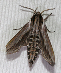 Sphinx vanbuskirki