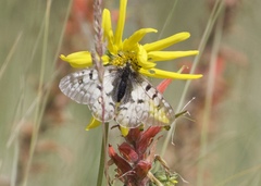 Parnassius smintheus