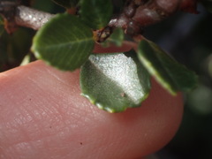 Ceanothus masonii