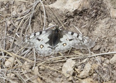 Parnassius smintheus
