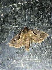 Acrolophinae