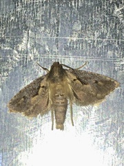 Acrolophinae