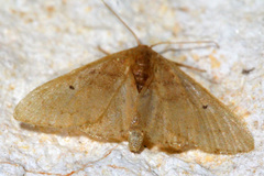 Taeniogramma