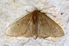 Taeniogramma
