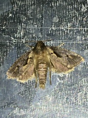 Acrolophinae