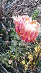 Austrocactus coxii