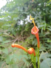 Ipomoea hastigera