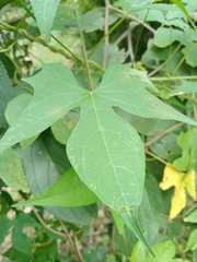 Ipomoea hastigera