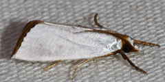 Urola nivalis