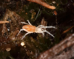 Rhagidiidae