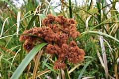 Androtrichum giganteum