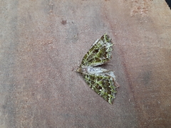 Chloroclydon rinodaria