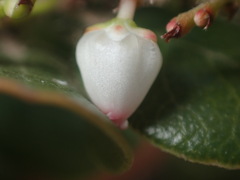 Arctostaphylos sensitiva