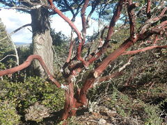 Arctostaphylos sensitiva
