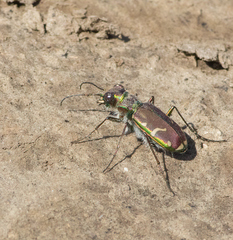 Cicindela limbalis