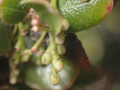 Arctostaphylos sensitiva