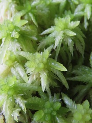 Sphagnum cristatum