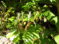 Lonicera hildebrandtiana