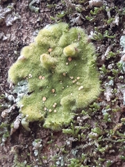 Coenogonium implexum