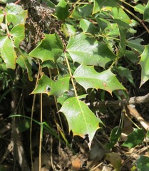 Berberis wilcoxii