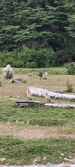 Chloephaga poliocephala