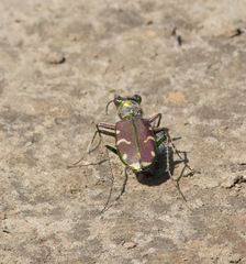 Cicindela limbalis