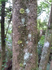 Coenogonium implexum