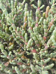 Tecticornia arbuscula