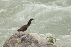Tigrisoma fasciatum