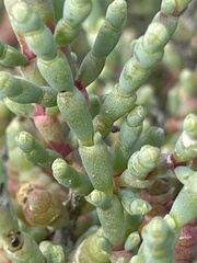 Tecticornia arbuscula