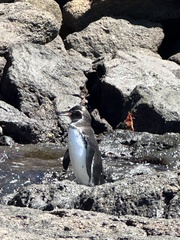 Spheniscus mendiculus