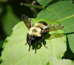 Laphria thoracica