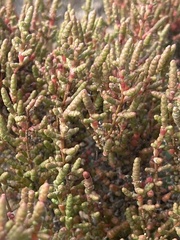 Tecticornia arbuscula