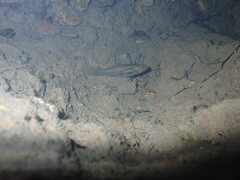 Xiphophorus hellerii