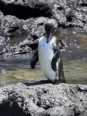 Spheniscus mendiculus