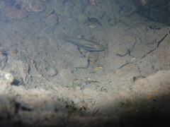 Xiphophorus hellerii