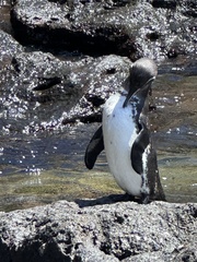 Spheniscus mendiculus