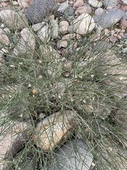Bebbia juncea