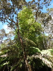 Lonicera hildebrandtiana