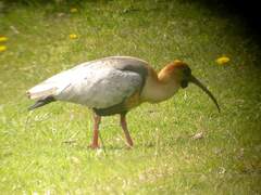 Theristicus melanopis