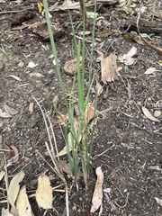 Lomandra multiflora