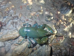 Cherax depressus
