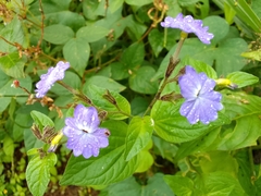 Browallia americana