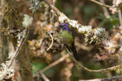 Ramphomicron microrhynchum