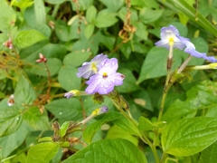 Browallia americana